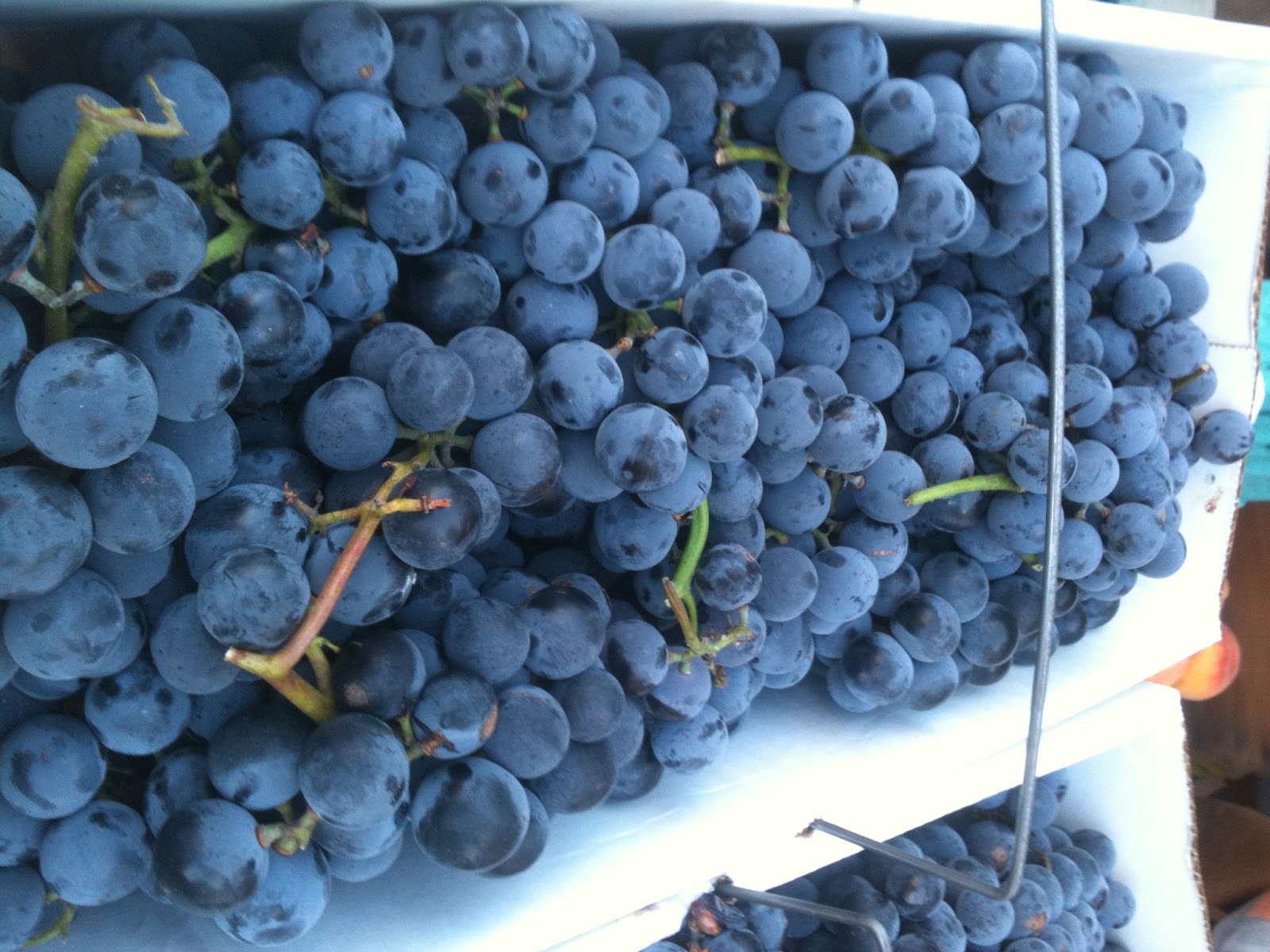 Picture of Urban Food Guy: The First Concord Grapes of the Season