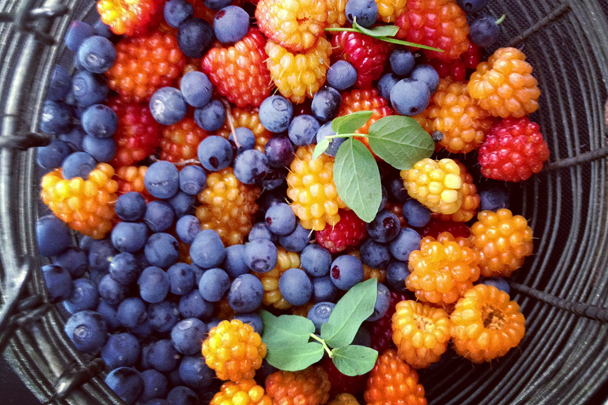 "From the Ridiculous to the Sublime" Introducing the Salmonberry