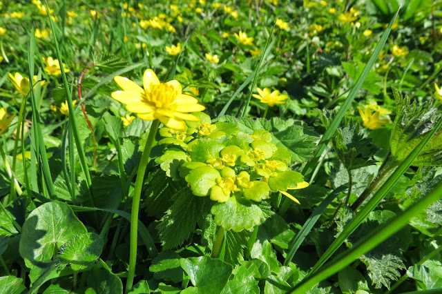 A close-up of a celandine next to a saxifrage flower.