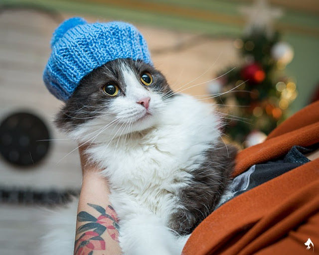 новогодняя фотосессия с котами новогодняя фотосессия с котами