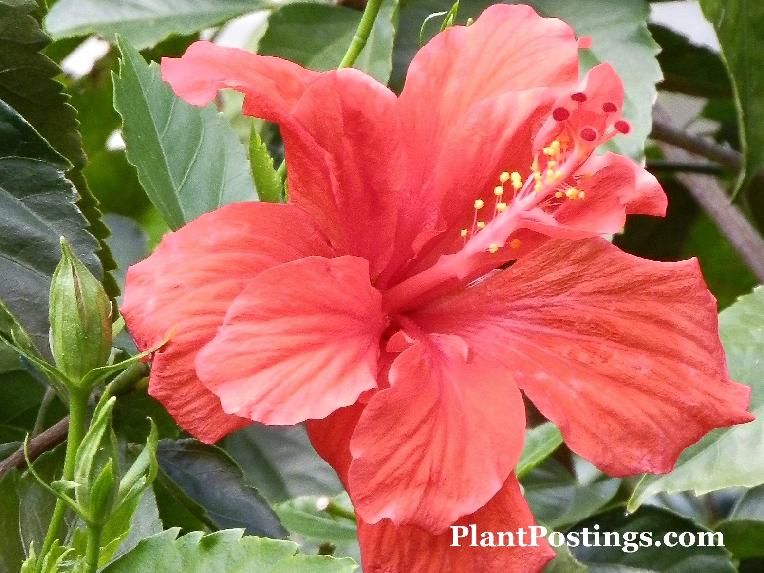 PlantPostings Plant of the month Hibiscus