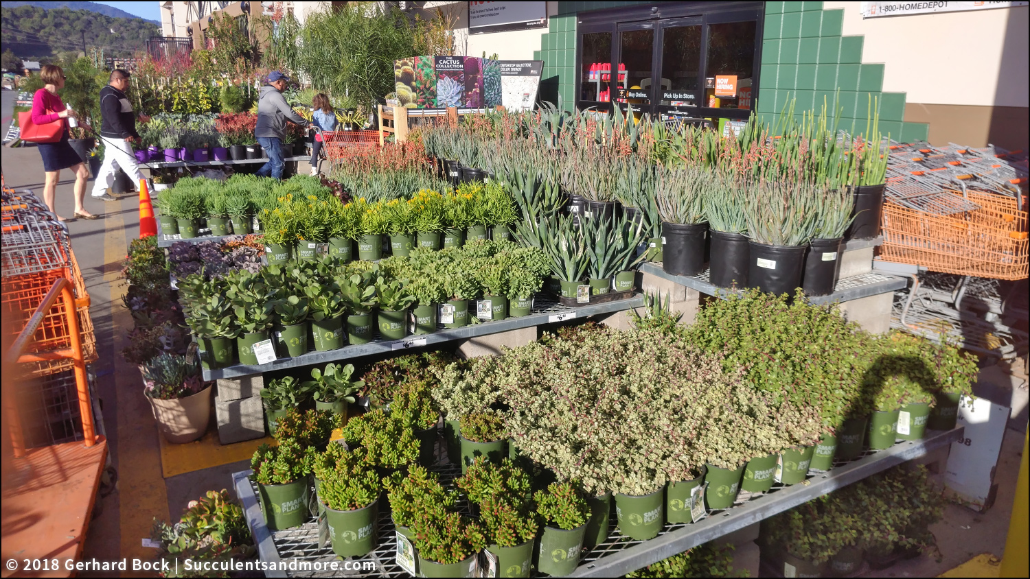 I discovered a great nursery—and it's a Home Depot!