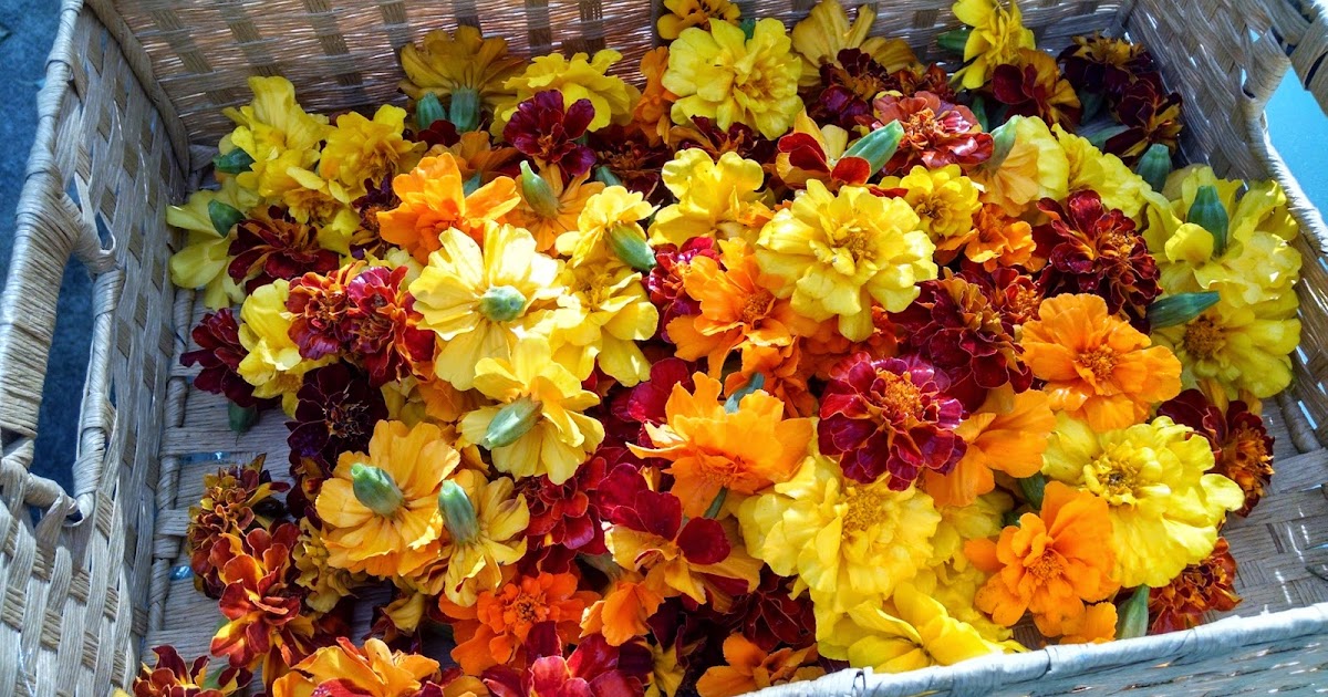 What's Going On... How to Dehydrate Marigold Petals
