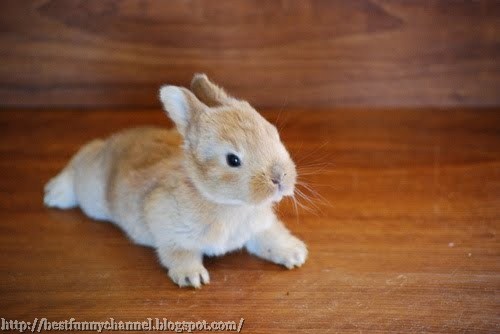 The cute small bunny 