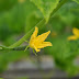 Cucumber Flowers