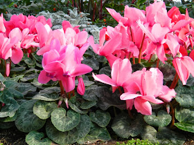 Allan Gardens Conservatory 2014 Spring Flower Show persicum cyclamens by garden muses-not another Toronto gardening blog