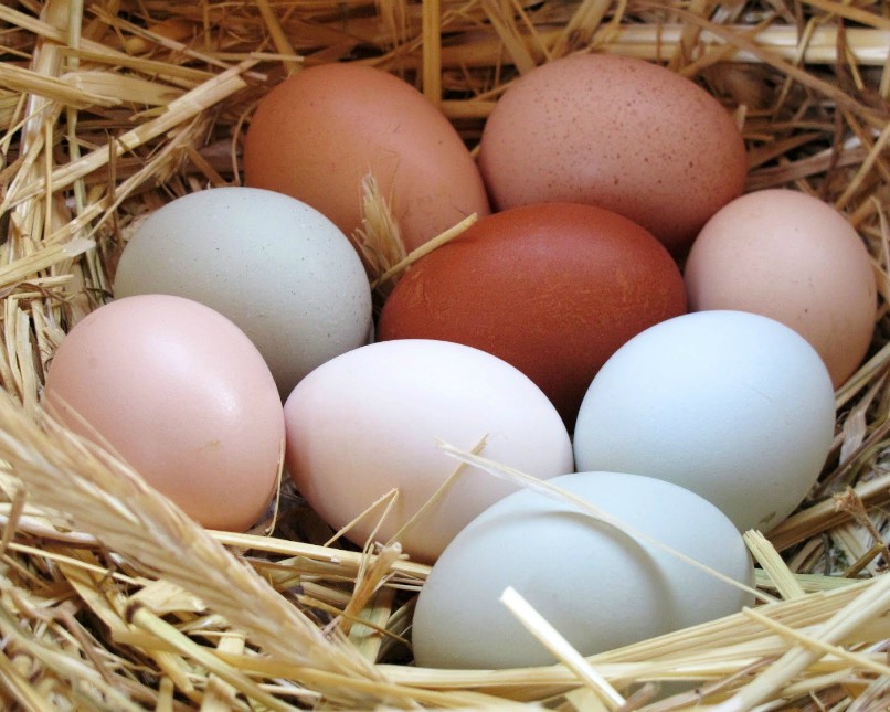 6 Jenis Telur Yang Biasa Dikonsumsi Dan Disediakan Oleh Distributor Telur Di Makassar Distributor Telur Makassar Usaha Agen Telur Supplier Telur Di Makassar Grosir Telur Ayam