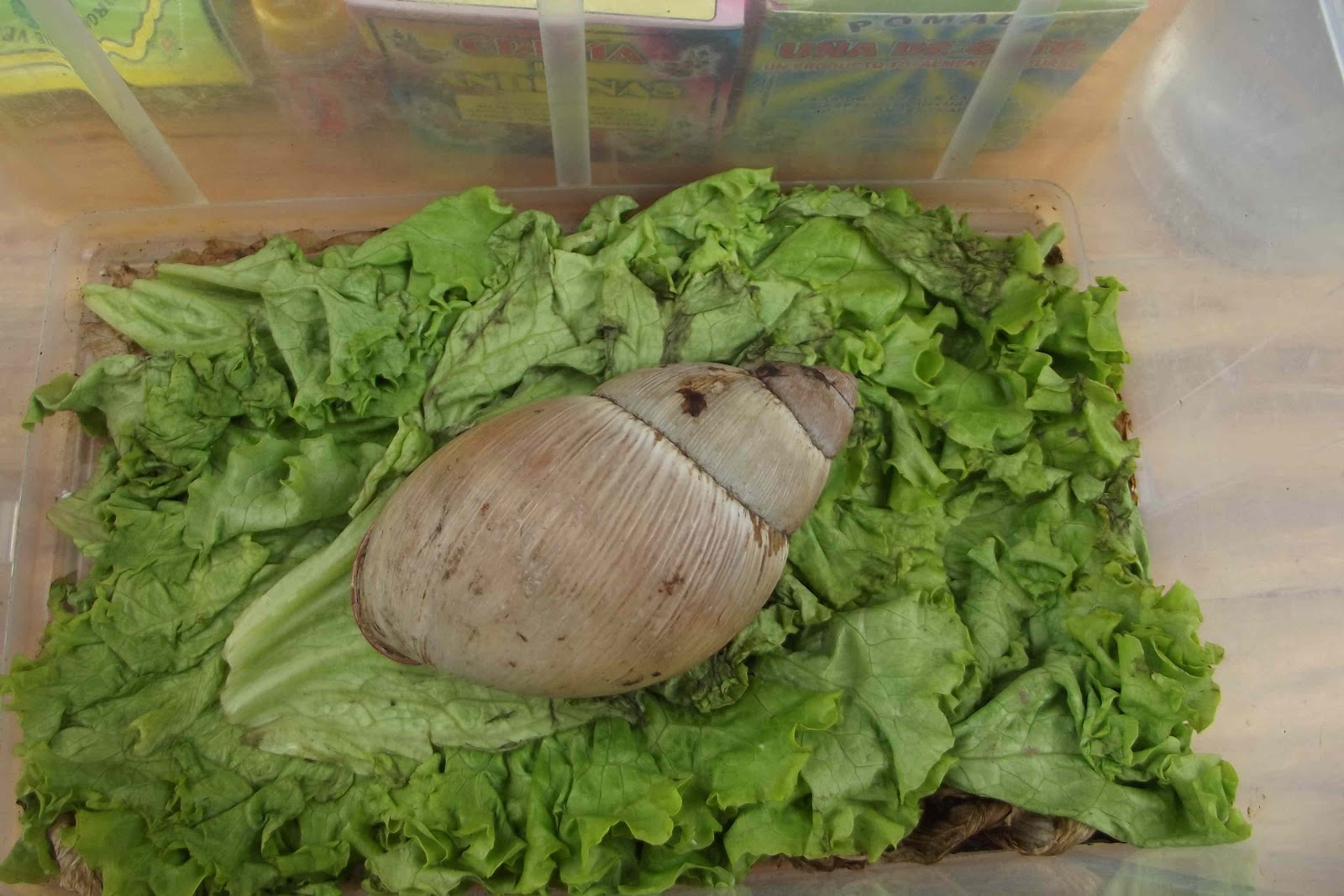 Mike's Bogota Blog Selling Snail Slime on La Septima