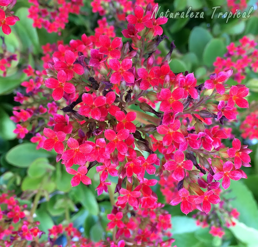 Flores rojas simples del Kalanchoe blossfeldiana
