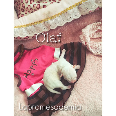 Chihuahua isabelo, Olaf, camada fantasia de disney