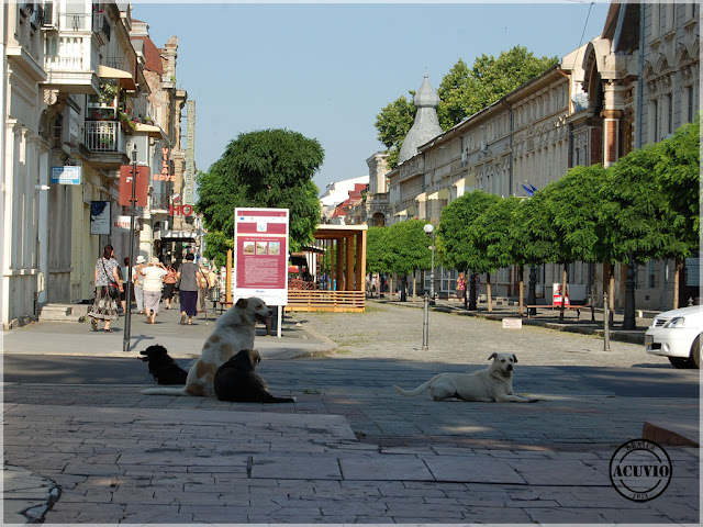 Brăila Strada Mihail Eminescu