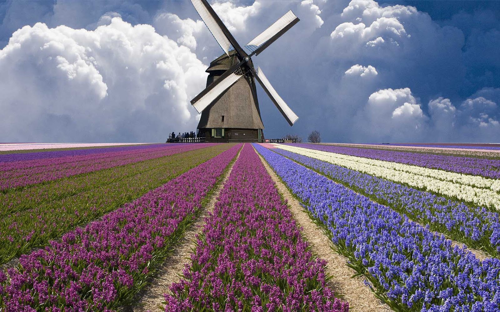 hollands-landschap-met-een-molen-en-een-veld-vol-bloemen-hd-molen-achtergrond.jpg