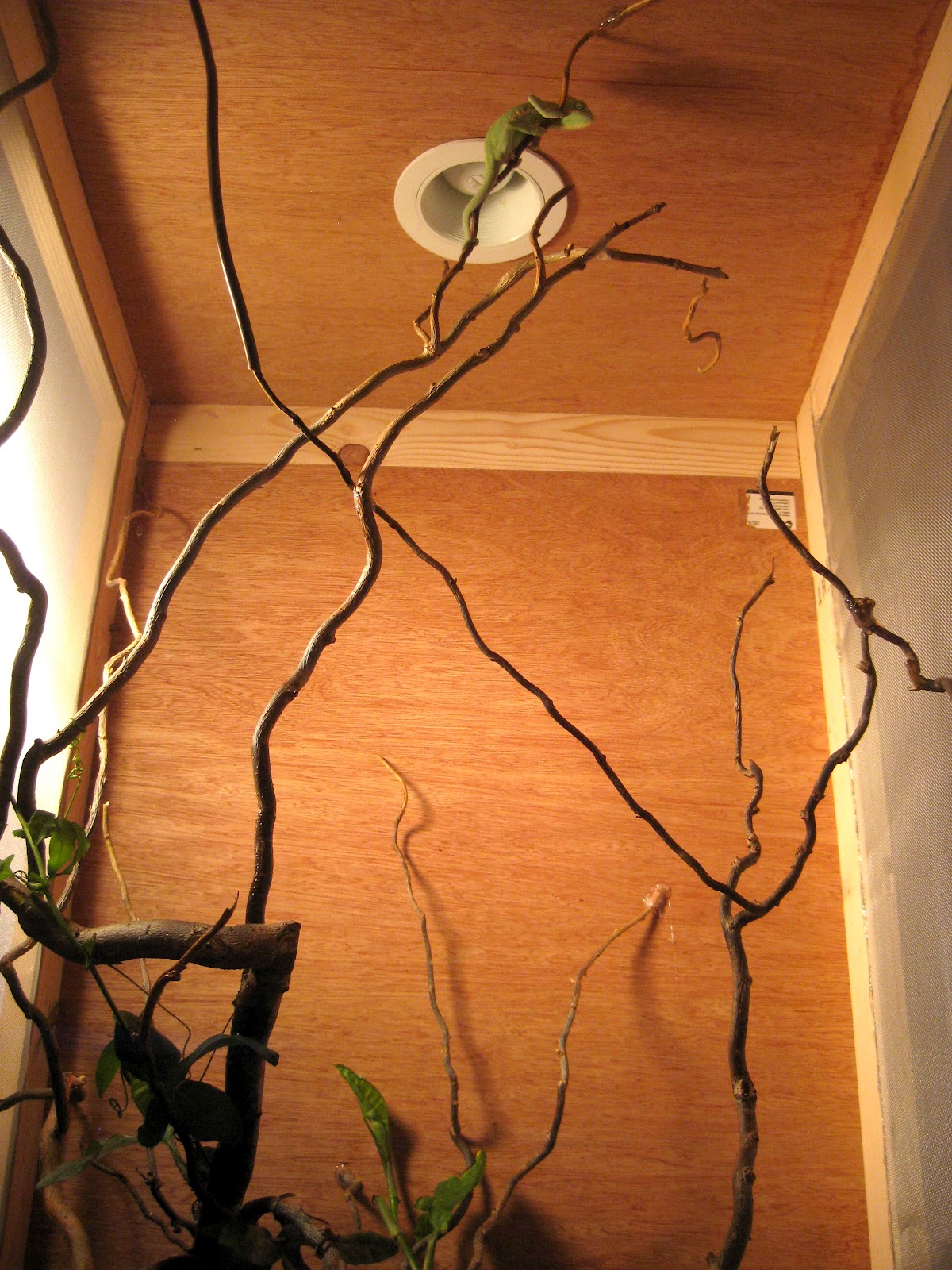 Keeping Chameleons Enclosures