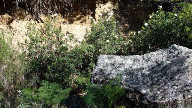 Jara pringosa (Cistus ladanifer L.).