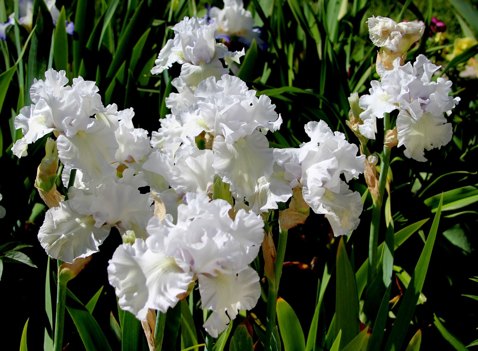 World of Irises "Talking Irises" WHITE TALL BEARDED IRISES "I'm