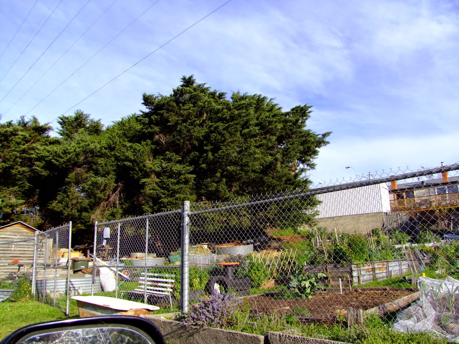 Hobart Community Gardens and beyond