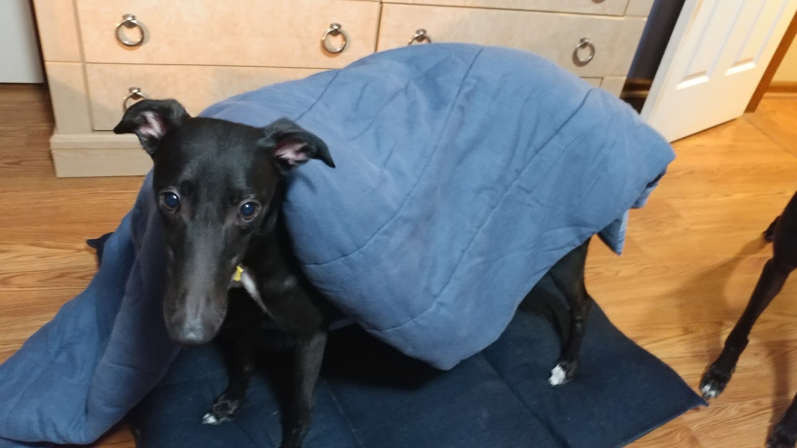 Greyt Expectations Greyhound Rescue Raven 10/15 Dressup