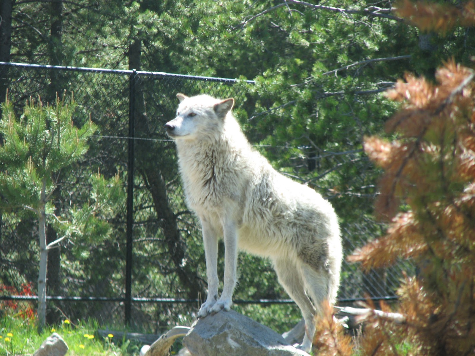 Mountain Goat Mountain Goat Vs Eagle