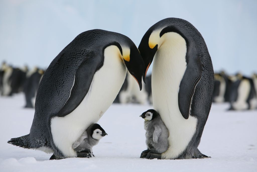 world-visit-antarctic-animals