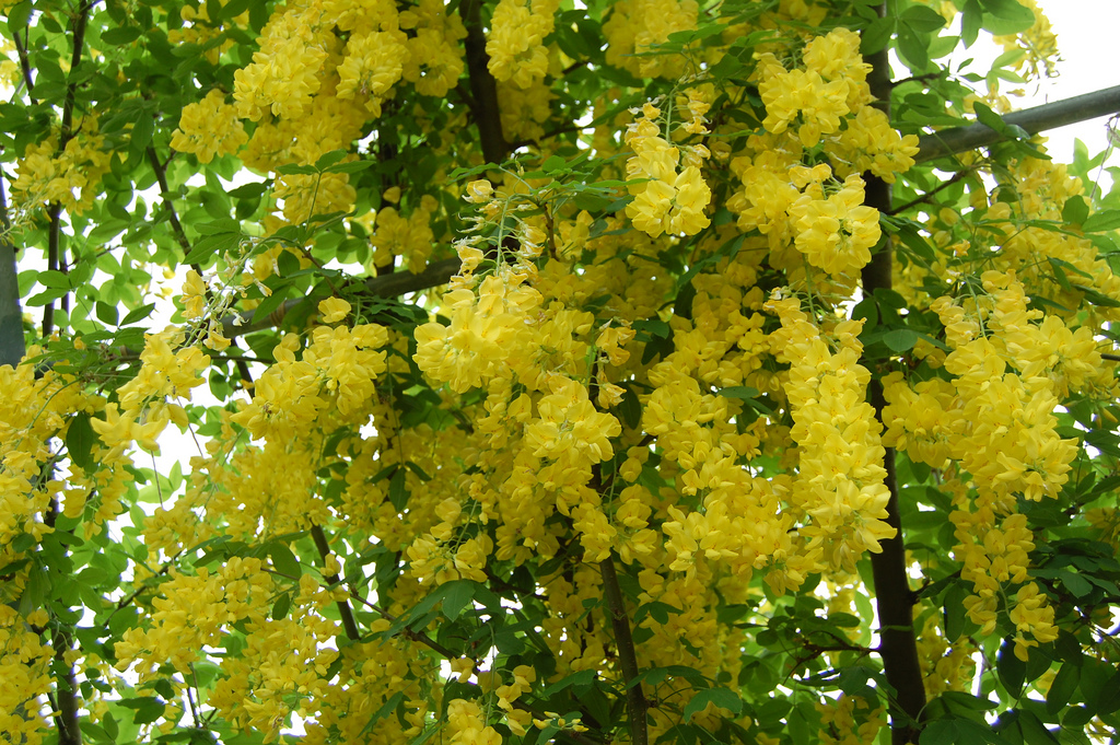 глициния китайская желтая. желтый цвет жабы. сирень примроуз. бывает ли желтый. кот желтого цвета.