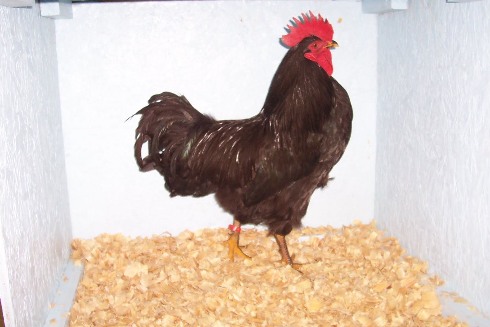 Java breeders: Uniontown Poultry Association's Spring Show has Java Meet