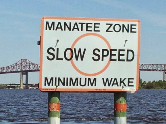 Every Day Is Special: March 26 – Manatee Appreciation Day