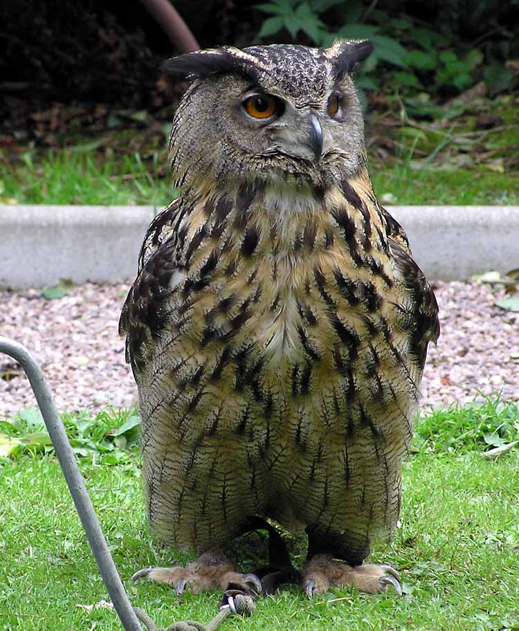 Europa: De Lisboa a Vladivostok: Búho Real (Bubo bubo)