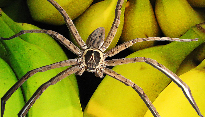 Insecte Le Plus Dangereux Du Monde Top 14 des insectes les plus dangereux et mortels du monde ~ Fast Way