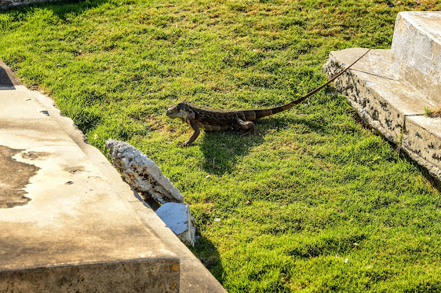 Key West Cemetery Iguana