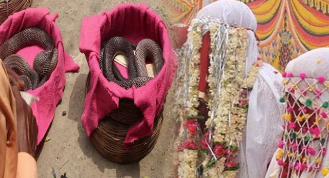 ajab-jankari-brides-father-have-to-give-snake-in-marriage-दहेज़ में सांप ajab-jankari-brides-father-have-to-give-snake-in-marriage-दहेज़ में सांप