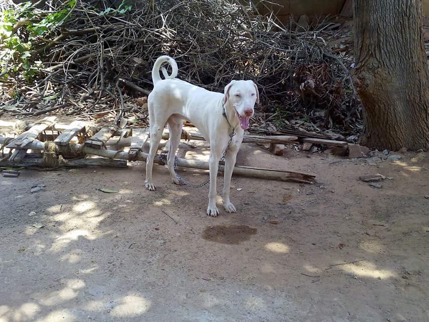 Ganesh Farms nagercoil (kanyakumari dist) Rajapalayam dog available