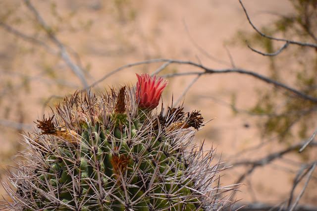 amy myers photography, desert, ferocactus, cactus, bloom, flower, sonoran 