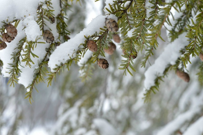 snow on a pine tree with little cones