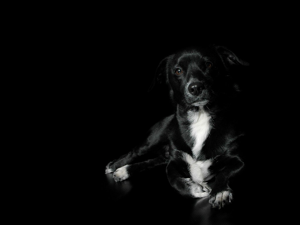 Daniel Sierra: Black Dog HD Wallpapers for Desktop Backgrounds