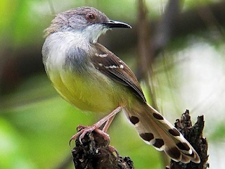 harga burung ciblek harga burung ciblek, harga ciblek, burung ciblek, ciblek