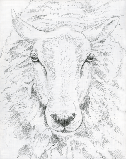 Image Maker: Sheep face