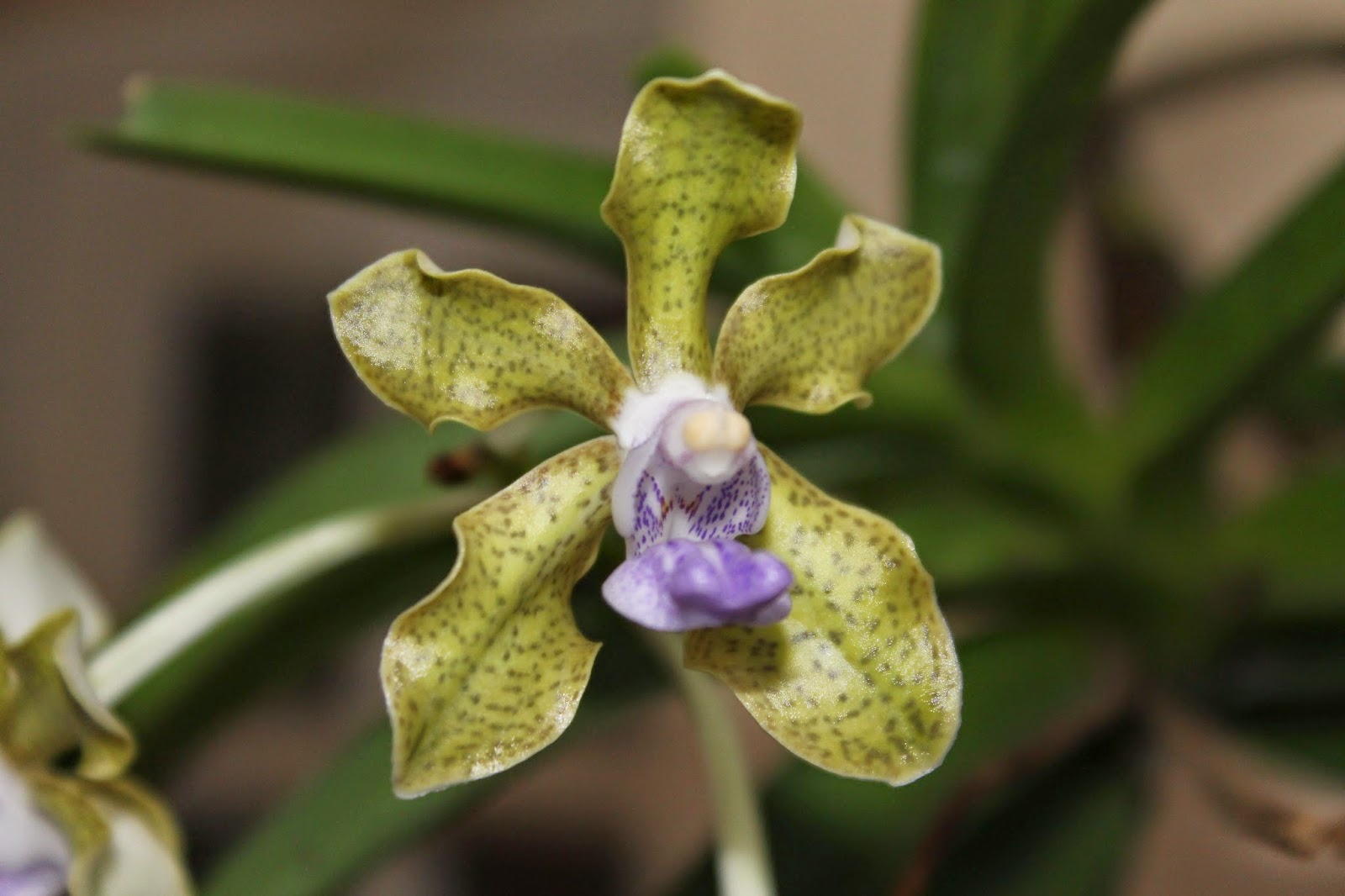 Vanda Name Happy-Orchids: Vanda tessellata