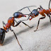 Época do ano é propícia para propagação de formigas; Conheça os cuidados para evitar uma infestação