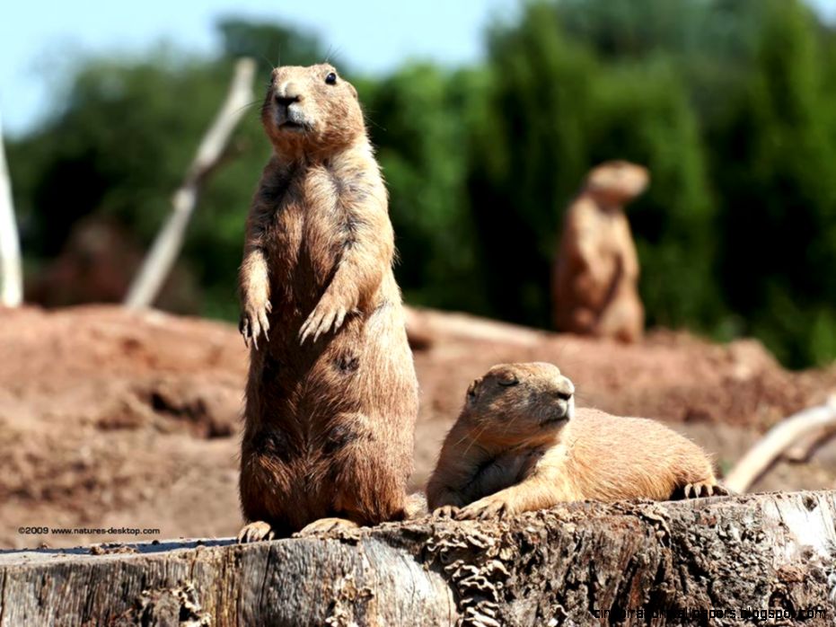Prairie Dog Desktop