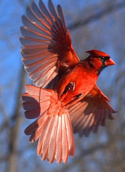 cardinal birds tattoo northern bird cardinals tattoos position memories pretty flight quigley future parker male window cherish feather tatoo bonitos