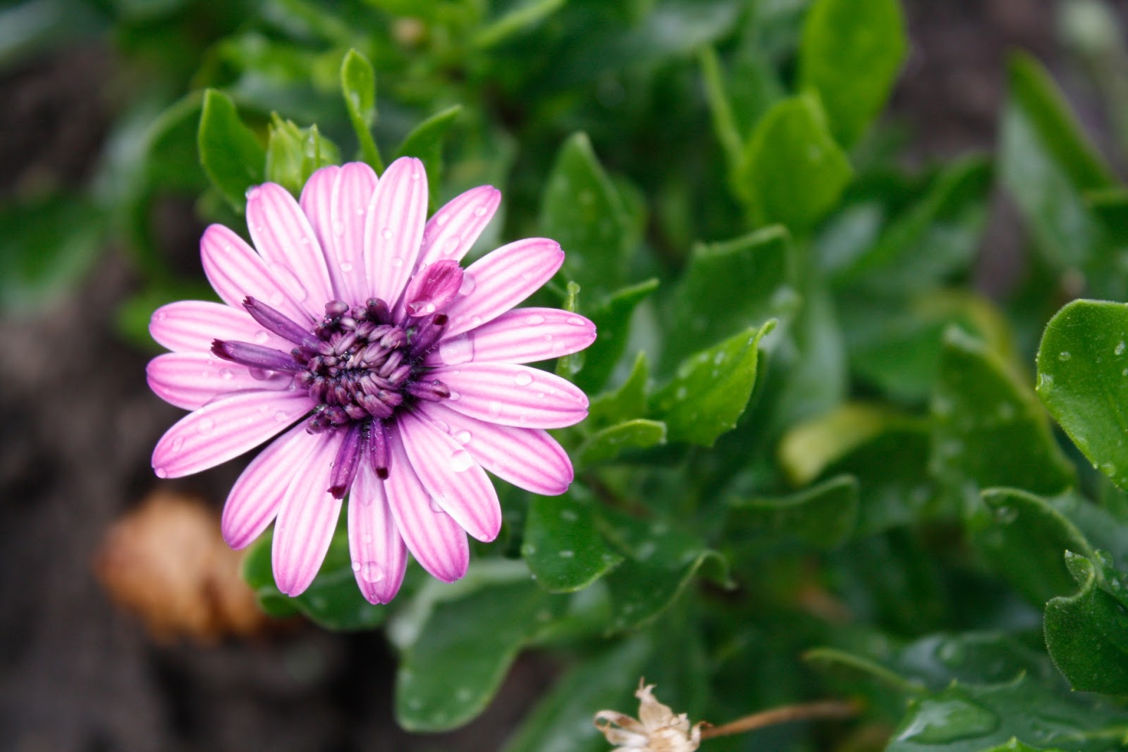 From British Columbia Canada..... JUNE FLOWERS