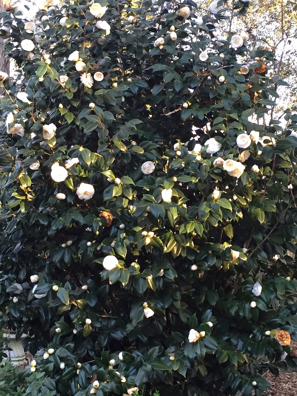 Unexpected Ending! What Happens After The Camellias Bloom? - s23xvha
