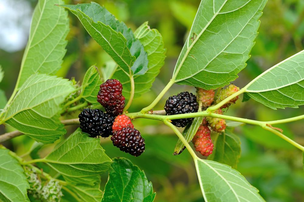 The Earth of India: All About Mulberry in India