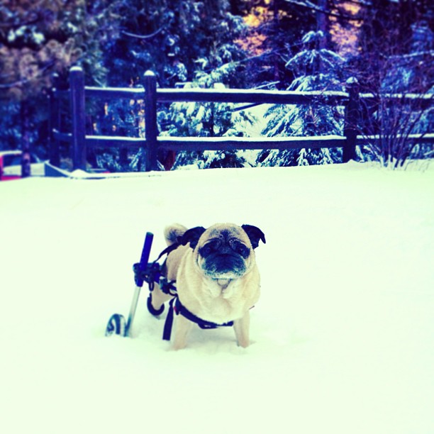 bebop pugman stuck in the snow