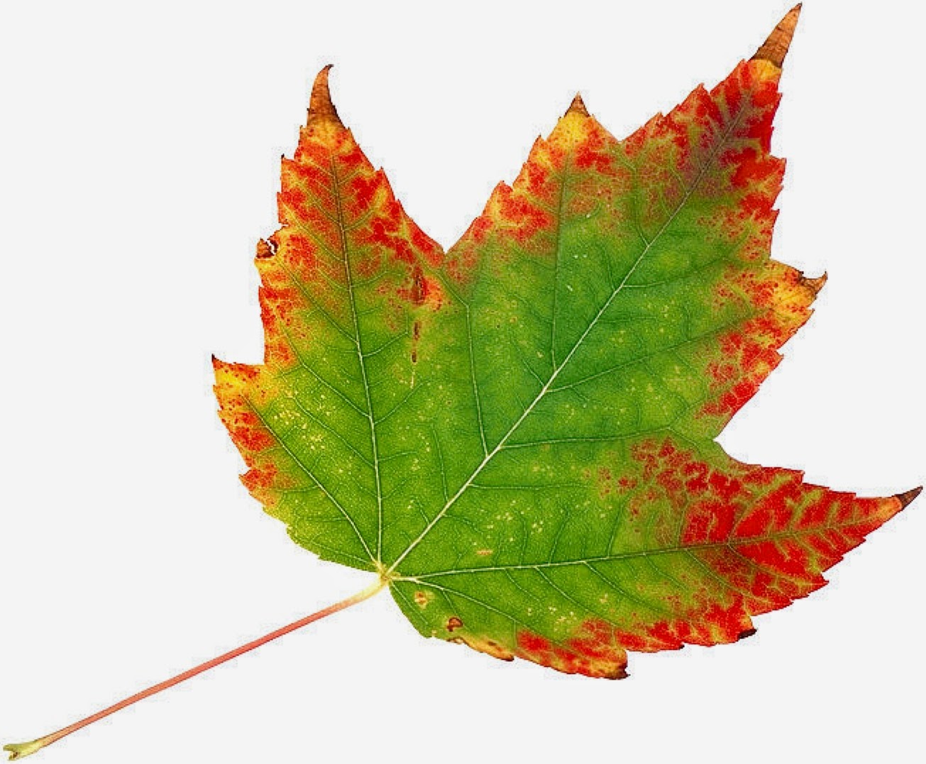 Звук листьев для детей. Осенние листья. Осенний листок. Осенние листочки. Кленовый лист.