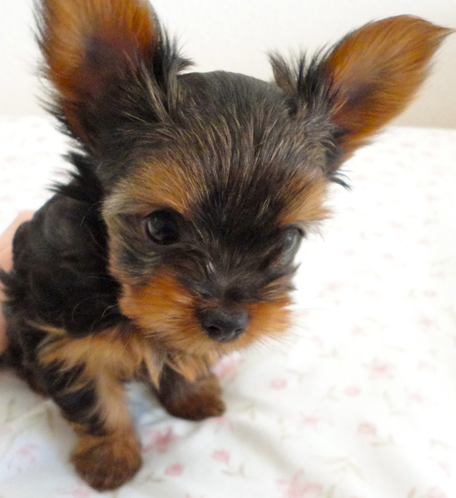 Courtney's AKC Yorkies: Puppies 7 weeks old!