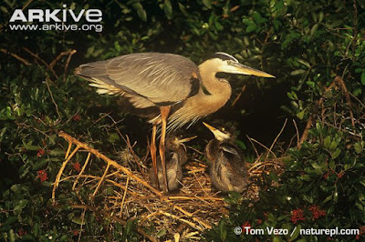 Great blue Heron with chicks