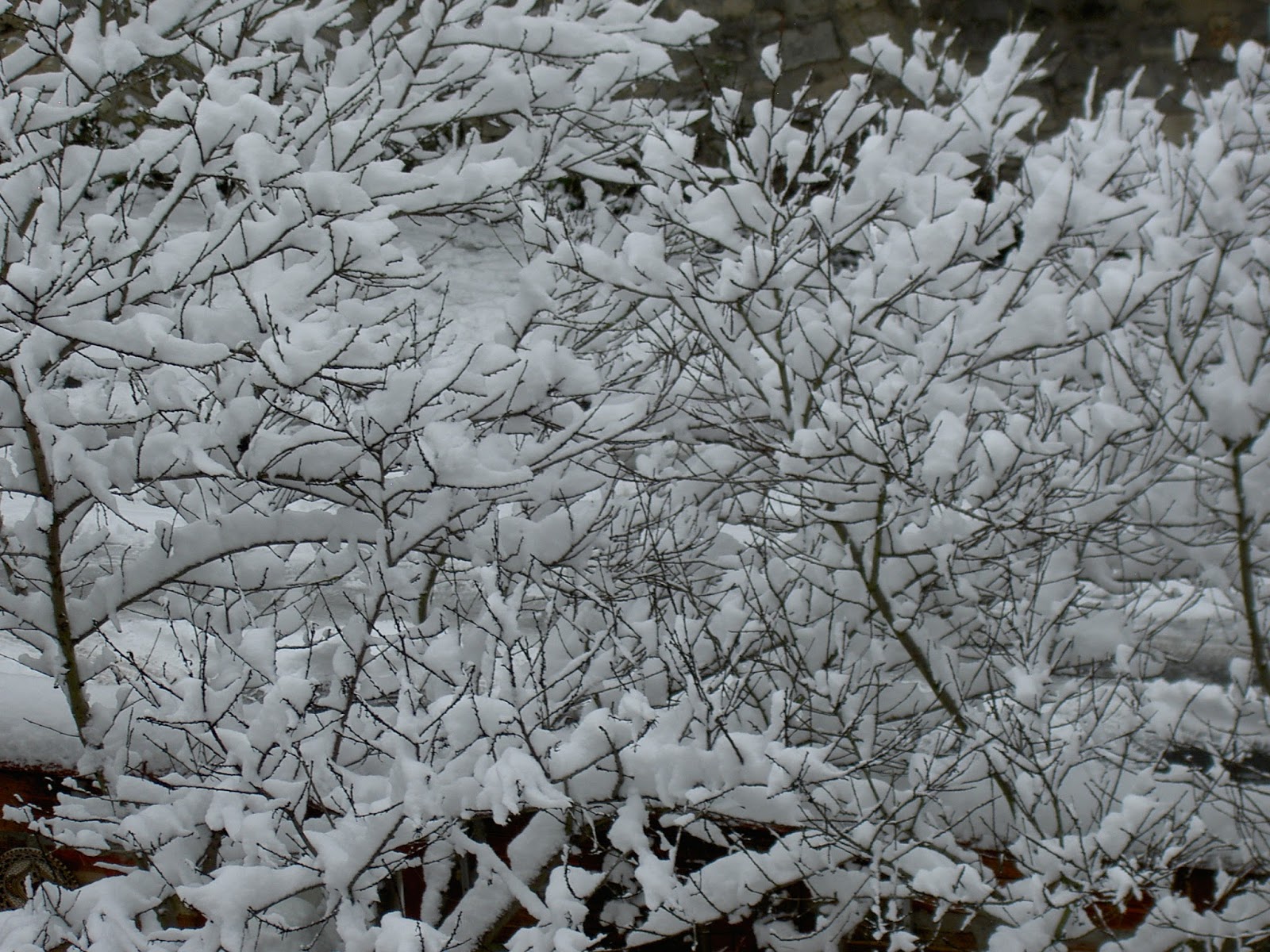 Đào Hoa Snowfall over flowering peach garden