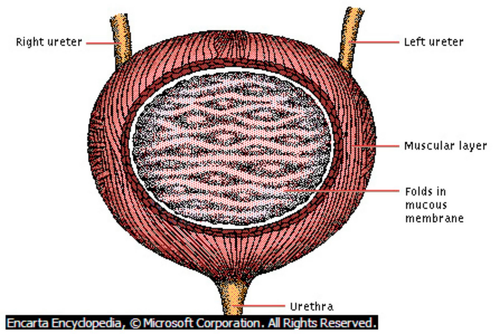 Внутреннее строение мочевого пузыря. Анатомические образования мочевого пузыря. Наружное строение мочевого пузыря. Внешнее строение мочевого пузыря. Мочевой пузырь анатомия.
