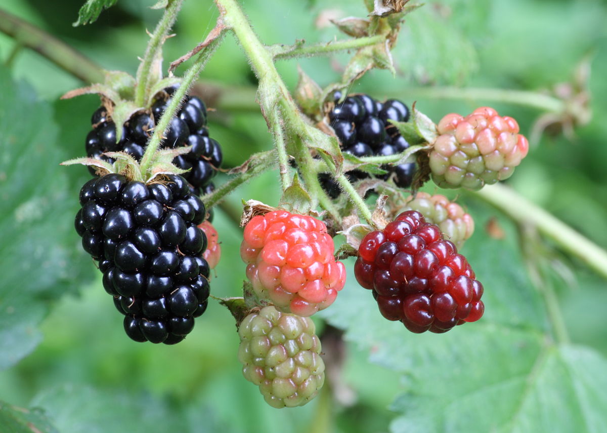 Cara Penanaman Blackberry Di Malaysia Malaysia Online Plant Nursery